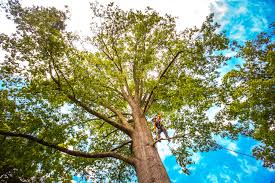 Houghton, NY Tree Services Company